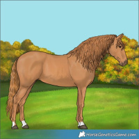 Horse Color:Chestnut 
