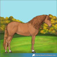 Horse Color:Chestnut 