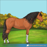 Horse Color:Bay Tobiano