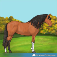 Horse Color:Bay Tobiano 