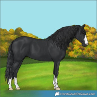Horse Color:Black 