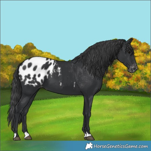 Horse Color:Black Appaloosa 