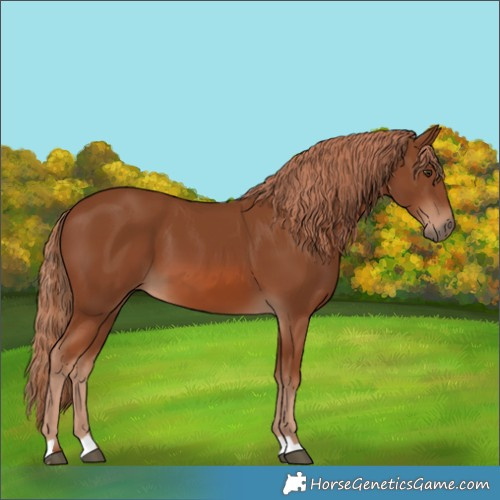 Horse Color:Chestnut 