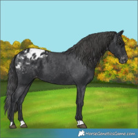 Horse Color:Black Appaloosa 
