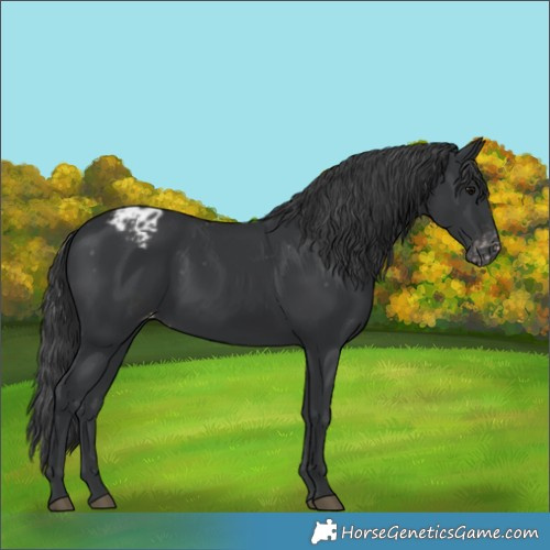 Horse Color:Black Appaloosa