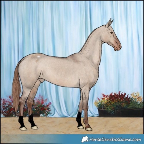 Horse Color:Liver Red Dun Appaloosa 