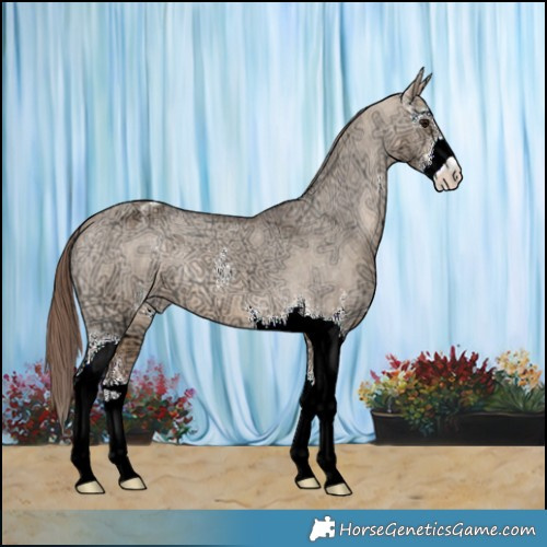 Horse Color:Bay Ice Dun Sabino Appaloosa 