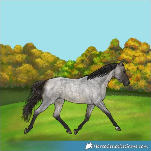 Horse Color:Buckskin Roan