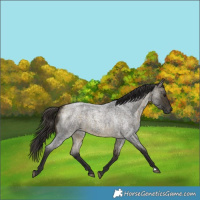 Horse Color:Buckskin Roan 