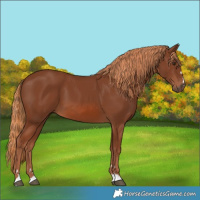 Horse Color:Chestnut 