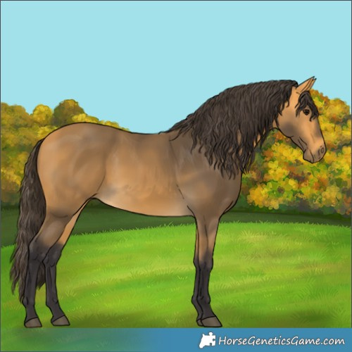 Horse Color:Buckskin 