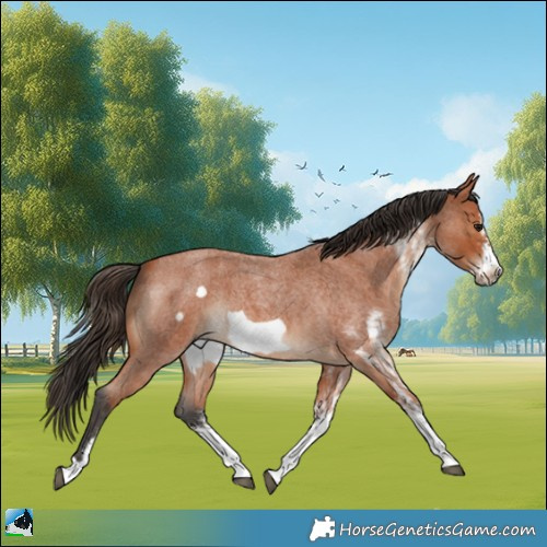Horse Color:White Spotted Bay Roan Frame 