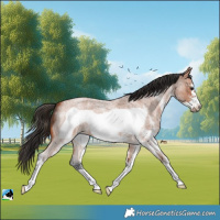 Horse Color:White Spotted Bay Roan Frame
