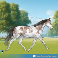 Horse Color:Powder White Bay Splash Tobiano Frame 