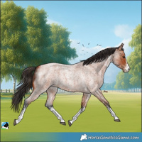 Horse Color:White Spotted Bay Roan