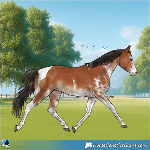 Horse Color:White Spotted Bay Tobiano 