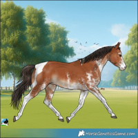 Horse Color:White Spotted Bay Tobiano