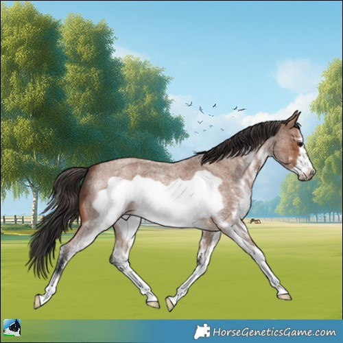 Horse Color:White Spotted Bay Roan Frame 