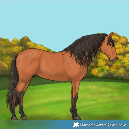 Horse Color:Bay 