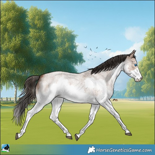 Horse Color:White Spotted Bay Roan Splash 