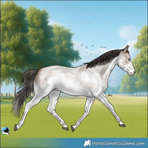 Horse Color:White Spotted Bay Roan Splash 