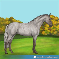 Horse Color:Silver Blue Roan 