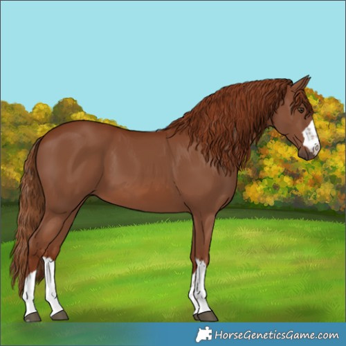Horse Color:Chestnut 