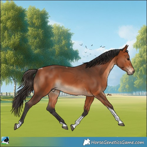Horse Color:Bay Tobiano Rabicano 