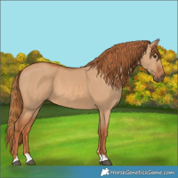 Horse Color:Red Dun