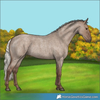 Horse Color:Silver Grullo Roan