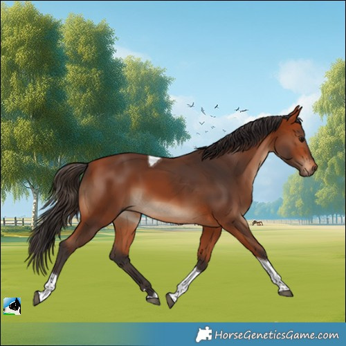 Horse Color:Bay Tobiano Rabicano 