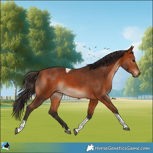 Horse Color:Bay Tobiano Rabicano 