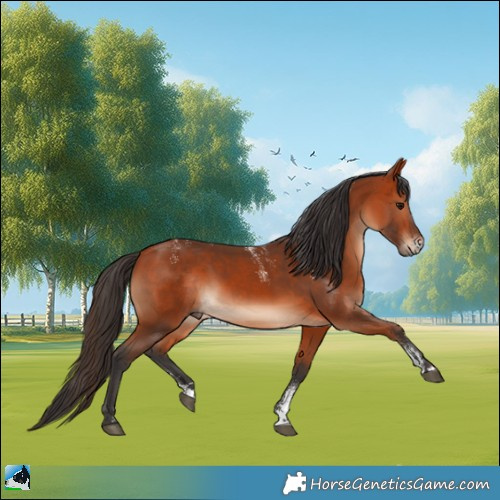 Horse Color:Powder White Bay Rabicano 