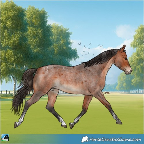 Horse Color:Powder White Bay Roan Rabicano 