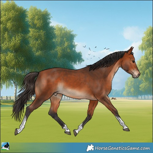 Horse Color:Bay Tobiano Rabicano 