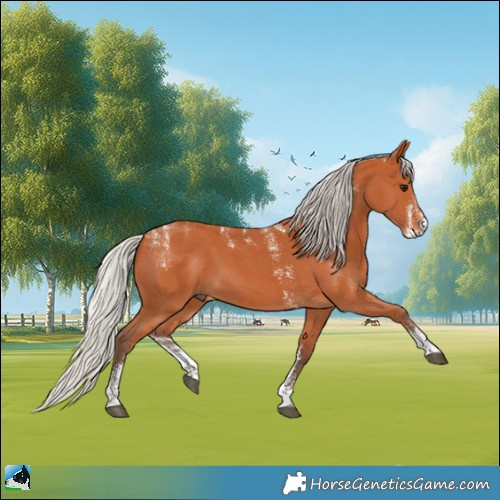 Horse Color:Powder White Silver Bay Sabino 