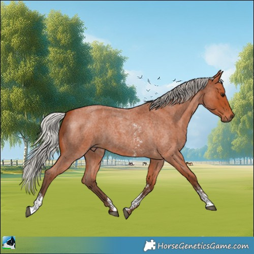 Horse Color:Silver Bay Roan Sabino 