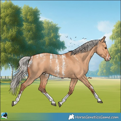 Horse Color:Powder White Silver Bay Dun Sabino 