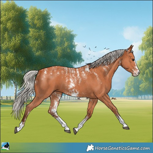 Horse Color:Powder White Silver Bay Sabino 