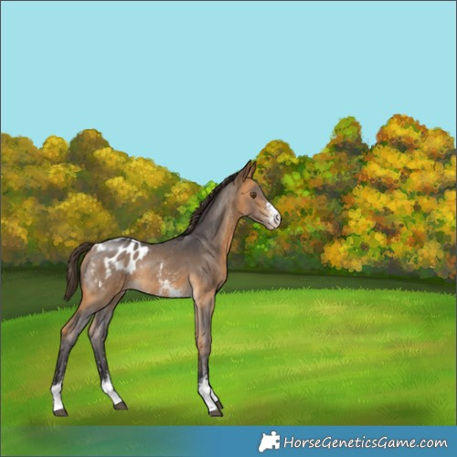 Horse Color:Buckskin Sabino Appaloosa Rabicano