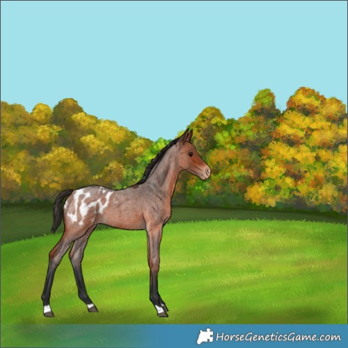 Horse Color:Bay Roan Appaloosa 