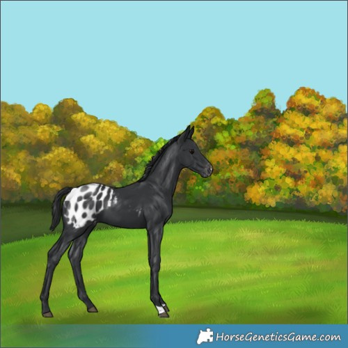 Horse Color:Black Appaloosa 
