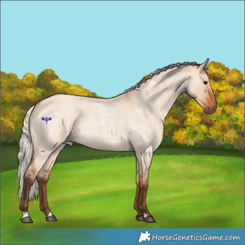 Horse Color:Silver Bay Roan Dun 