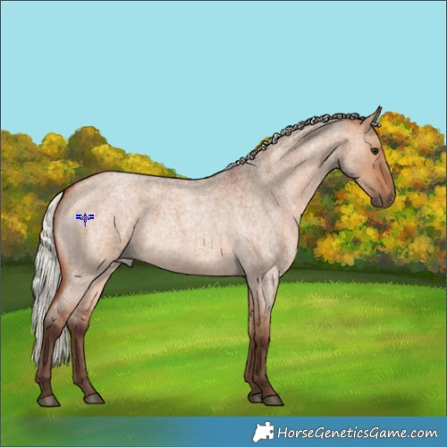 Horse Color:Silver Bay Roan Dun