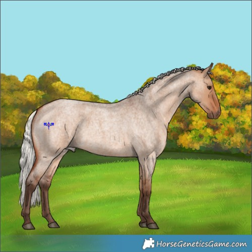 Horse Color:Silver Bay Roan Dun 