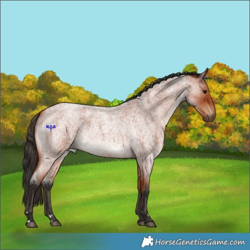 Horse Color:Bay Roan Rabicano