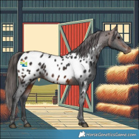 Horse Color:Brown Appaloosa 