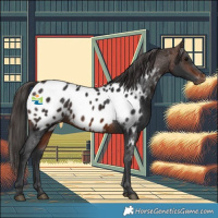 Horse Color:Brown Appaloosa