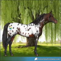 Horse Color:Brown Appaloosa
