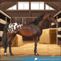 Horse Color:Bay Blanket 